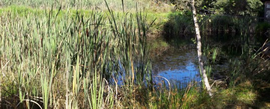 Biologieunterricht in der Natur